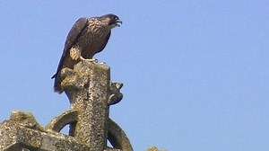 Peregrine falcons attack buzzard in Exeter
