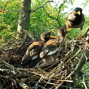 Myna bird cleaning the babies | Review Bird Nest