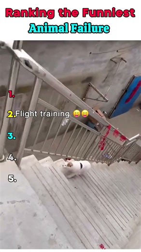 Ranking the Funniest Animal Failure 😁😁 #funny #animalfunny