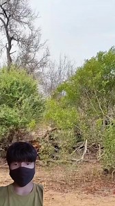 Perros cazando venado #reels #virals #animals #duelo #salvaje #caza #animales | Lobo Salvaje