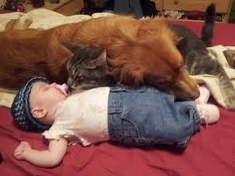 Bebés jugando con Gatitos y perritos, Los videos más lindos