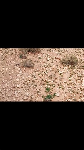 Vidéos de adall (@adall766) avec son original - Ammar Khelifi