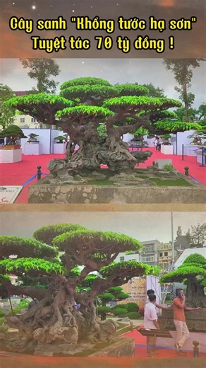 Video của BONSAI ART VIETNAM (@bonsai.art) với bản nhạc âm thanh gốc - BONSAI ART VIETNAM
