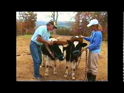 Training Oxen by Voice Commands