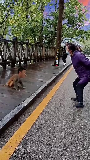 Playful Interaction Between a Monkey and a Person