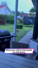 Fox vs Rabbit Brawl Erupts—Until This Guy Jumps In