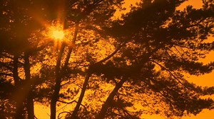 Nature Video - Four Seasons - Fall with Natural Sounds