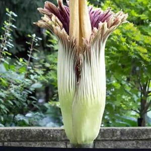 Everything You Wanted to Know About a Corpse Flower