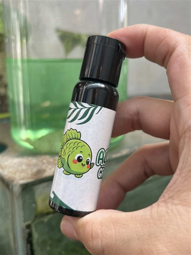 Perawatan Anti Kuncup & Stress untuk Ikan Cupang