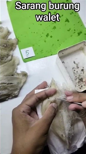 "Proses dan cara membersihkan sarang burung walet"#reelefyp#Petaniwalet #jangkauanluas#Seluruhdunia