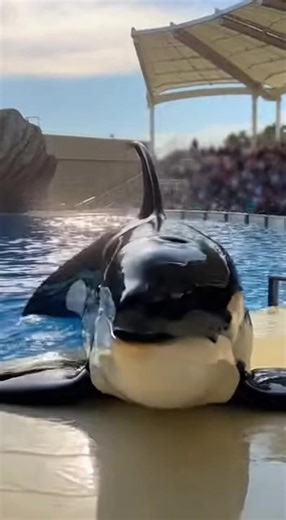 “Silent Pause, Then Crowd Explodes!” #OrcaPerformance #OrcaShowMoments #AnimalTrust #OceanGiants #ViralVideo #ReelsDaily #ShortsViral | Orca Show Moments