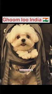 💛 हाय मेरे दिल के टुकड़े💛 #shortvideo #cat #funny #love #youtubeshorts #pets