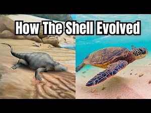 The Evolution of Turtle