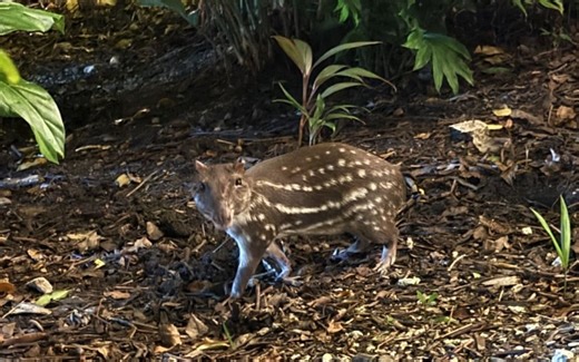 Capibara, hazte a un lado: llegó el tepezcuintle | iNaturalistMx