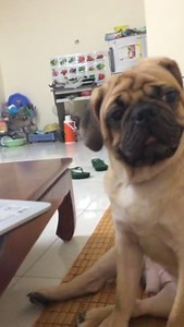 Pug enjoy music! | Pugs Addict