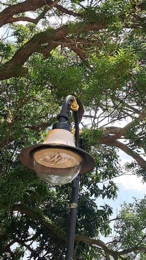 #animals species monkey ear cable