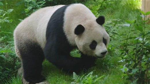 San Diego Zoo celebrates National Panda Day with giant panda pair