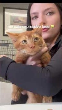 The Look Says Everything #cat #catlover #catsoftiktok #cats #fyp