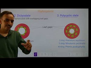 Protostele to Eustele: Complete Evolution| Haplostele, Actinostele, Plectostele, Siphonostele & more