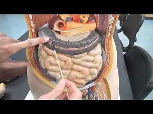 Basic anatomy of the digestive system Part 2