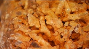 Construction crew uncovers 385-million-year-old fossils