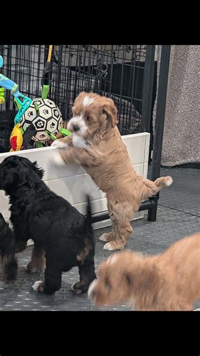 Red and white medium Labradoodle puppy looking for his new home.