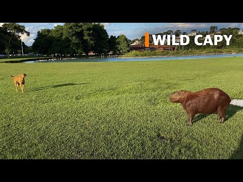 Capybara vs dog