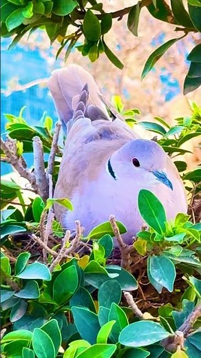 “Beautiful Birds Sounds in 4K 🐦 | Relaxing Nature Chirping Video” #BeautifulBirds #BirdSounds