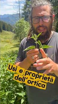 Uses and Properties of Nettle (Urtica dioica)