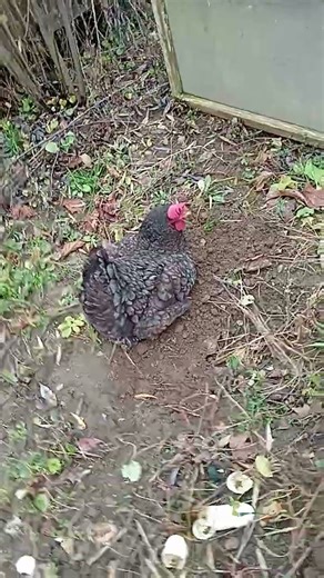 😀🐔 puișoara Schiopăliga a ciugulit din varză și acum se spală 😉😘 #gradinaminunata \\‪@AlinaFalati‬{"simpleText":"Sign in"}{"simpleText":"Sign in"}{"runs":[{"text":"Save"}]}Want to watch this again later?Alina Falati{"simpleText":"Personalized"}{"simpleText":"None"}{"runs":[{"text":"Unsubscribe"}]}Alina Falati?Alina Falati?2:00:00{"content":"LunaSkyeTvArt"}{"content":"16K views"}{"content":"1 year ago"}11:38{"content":"Arhiva Secreta"}{"content":"33K views"}{"content":"3 months ago"}1:03:17{"