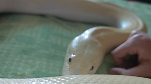 【Yuki】威严和懒同时出现