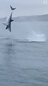 113K views · 840 reactions | MAKO MANEUVERS: High flying mako shark put on a stunning spectacle for onlookers as it attacked bait at the end of a hook. https://abcn.ws/2K7QbOP | ABC News | Facebook