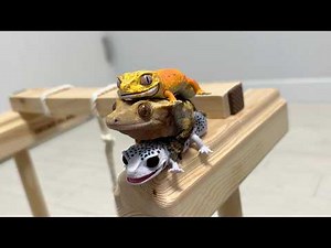 Lizard guerrilla training