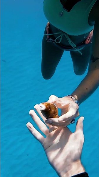 this shell is perfect, but deserves to have a full life