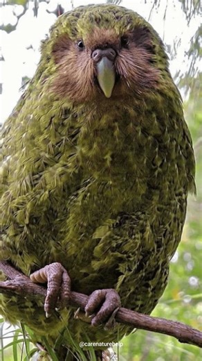 दुनिया का सबसे तोता काकापो ! Kakapo Parrot in Hindi #kakapo #shorts