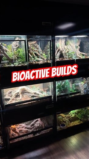 Some bioactive builds currently in store #everevolvingexotics #reptileshop #tucson #arizona #reptile