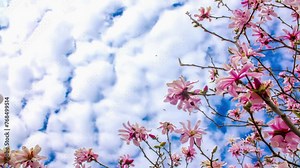 Blooming magnolia in spring against a background of blue sky with clouds. Time lapse with beautiful buds of pink flowers close-up and flying clouds.