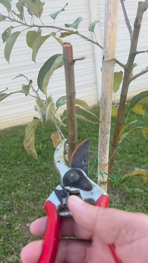 3.7K views · 2.1K reactions | Pruning apple | Petrit Tahiri | Facebook