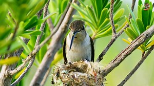 64K views · 2.1K reactions | Ruby-throated hummingbird 'wildlife. #wildanimalsextra #wildanimalshorts #hindi #wildlife #wildanimals | Wild Animals Extra | Facebook