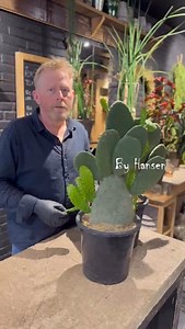 Vidste du, at du nemt kan lave dine egne planter med stiklingeformering? 💚🌵 Sådan gør du: 1️⃣ Forberedelse – Skær en stikling af med en ren, skarp kniv/saks. Lad den tørre et par dage, så såret lukker sig og undgår råd. 2️⃣ Plantning – Brug pottejord sand). Sæt stiklingen i jorden med den tørre ende nedad – men ikke for dybt. 3️⃣ Rodning – Placer lyst, men uden direkte sol. Hold jorden let fugtig og vent tålmodigt, til rødderne danner sig. 🌱 Perfekt til dig, der elsker at se ting gro! ✨ /By H