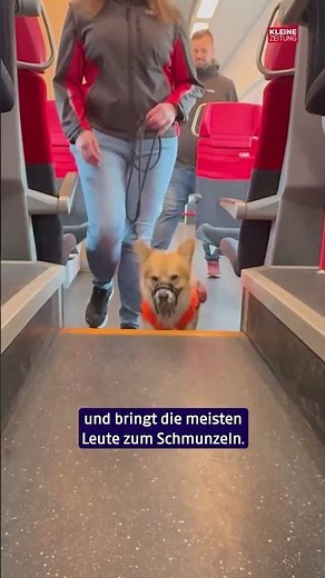 Corgi "Yoda" gets a taste of work at Mürzzuschlag train station