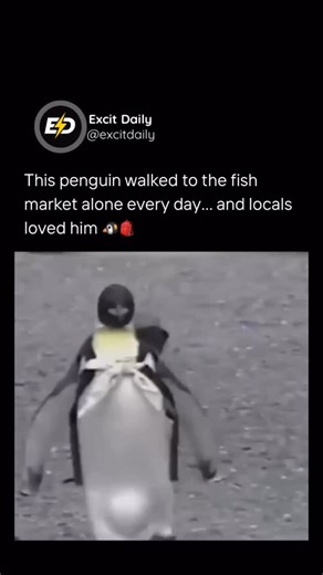 Excitdaily on Instagram: "This is the true story of Lala, a king penguin rescued in 1986 by the Nishimoto family in Shibushi after he was injured in a fishing net. What followed was extraordinary. Lala recovered, bonded deeply with the family, and lived inside their air-conditioned home—eventually learning to walk alone to the local fish market with a small backpack, receive sardines, and waddle back home on his own. Documentary footage from the 1990s shows Lala calmly navigating the streets, gr