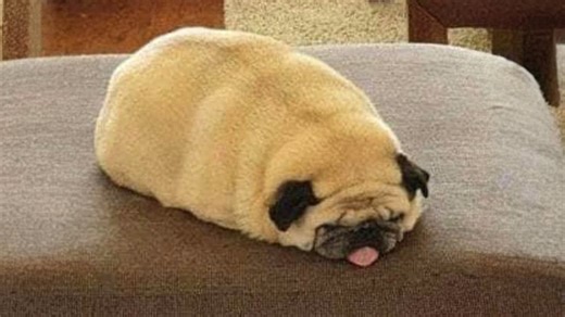 Pugs: The ultimate mood boosters