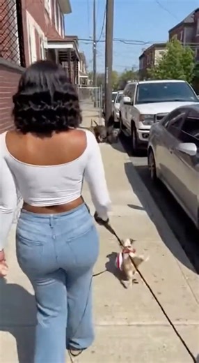 Tiny Hero Cat Battles 5 Wild Dogs to Save a Puppy