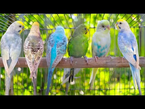 10 Hours of Budgies In Their Aviary -Singing and Playing - Play For Your Budgie - Budgie Sounds