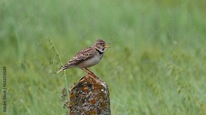 The European calandra lark bird singing in spring, Melanocorypha calandra