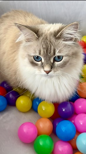 206K views · 78K reactions | Lola y su nueva piscina de pelotas! La verdad es que esta piscina era para nuestro perro Paco, pero no le gustó :( De hecho, se asustó cuando lo metimos allí  así que la dejamos para Lola, que no desaprovecha nada! #gato #gatito #michi #mascotas #gatosdeinstagram #gatosfofos | 2siberianosy1frenchie | Facebook