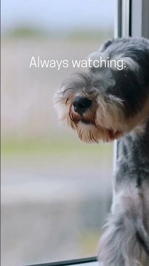 Miniature Schnauzer: Companion or Security System? #dogbreeds #miniatureschnauzers
