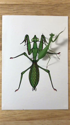 A cunning green guest🌿 #quietart #natureart #asmr