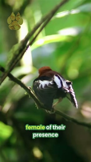 Amazing Mating Ritual | Subscribe to ‪@UltimateNatureDocs‬ | #Shorts